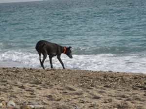 GAÏA QUI A UN PEU PEUR DES VAGUES