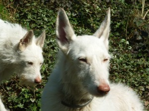 les amoureux dara et jethro