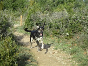 skaar en garrigue