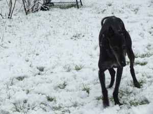 NINO DANS LA NEIGE01