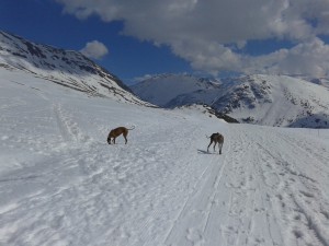 hera et nell souhaitent un bon anniversaire à galgos