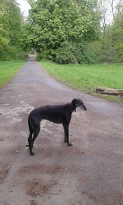 nino en ballade au bois de lille