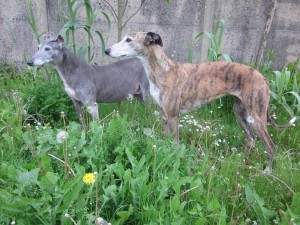 ambar et sa copine