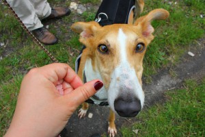 mengi et son magnifique regard