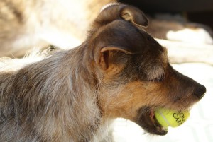 viva qui a trouvé une balle de tennis