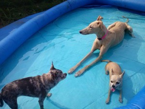 joanna et ses copines qui pataugent dans l'eau