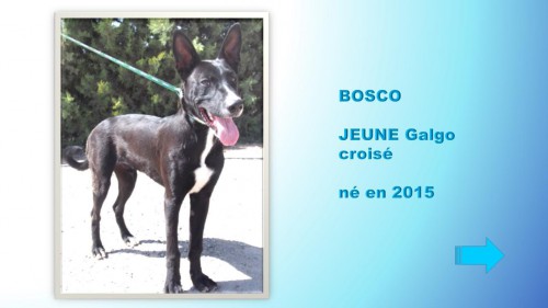 boscogalgo