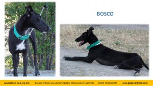 Bosco1
