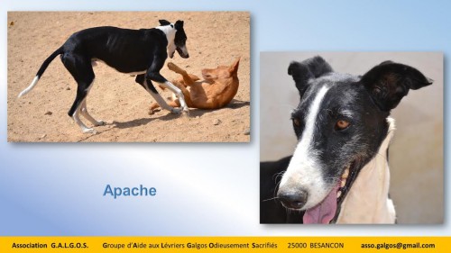 apache04