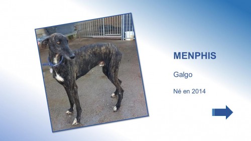 memphis01