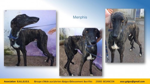 memphis03