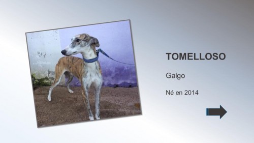 tomelloso01