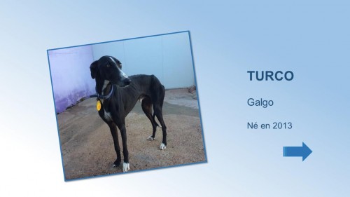 turco01
