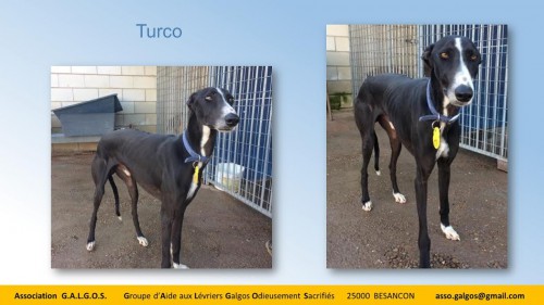 turco03