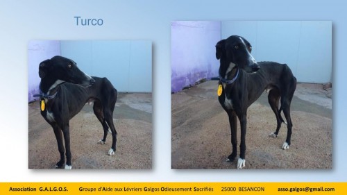 turco04