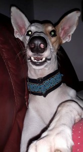zaza-et-sa-grimace