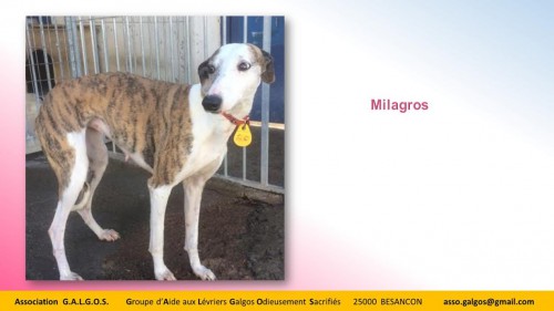 milagros03