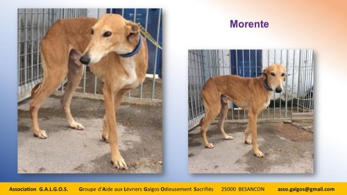 morente04