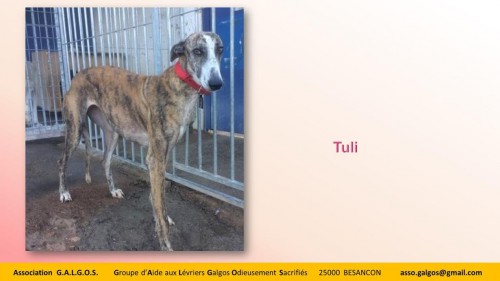 tuli03