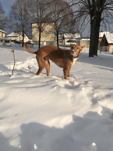 dina dans la neige