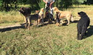 maya et sa bande de copains