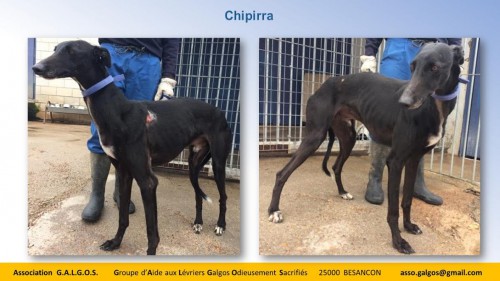 chipirra03