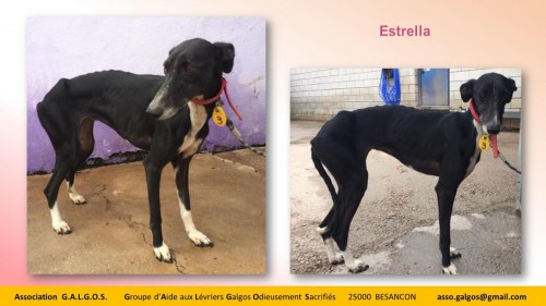 estrella03