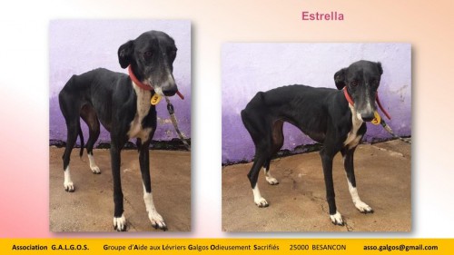 estrella04