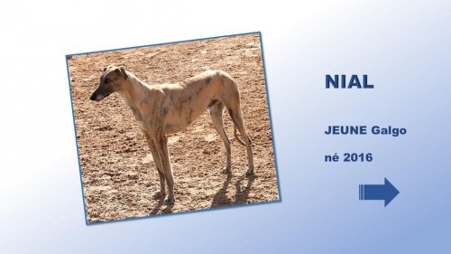 nial01