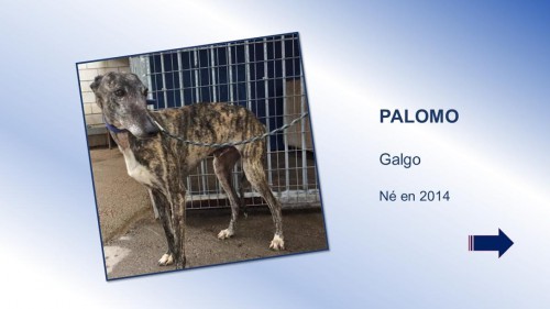 palomo01