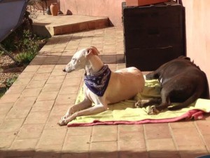 vénus et son copain prennent un bain de soleil