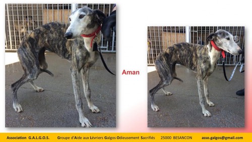 AMAN04