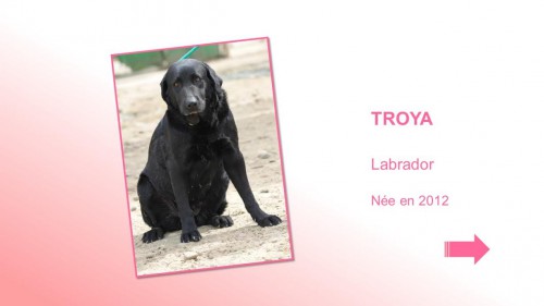 TROYA01