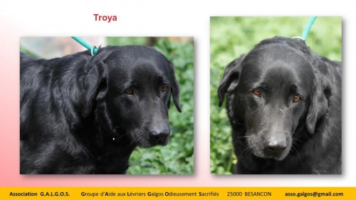 TROYA04