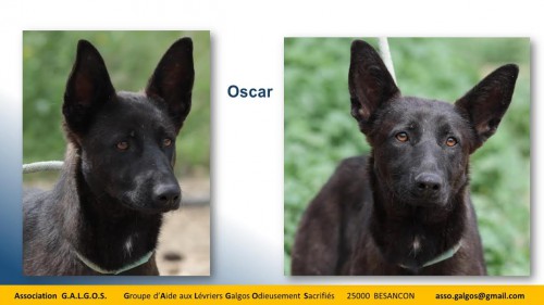 oscar03