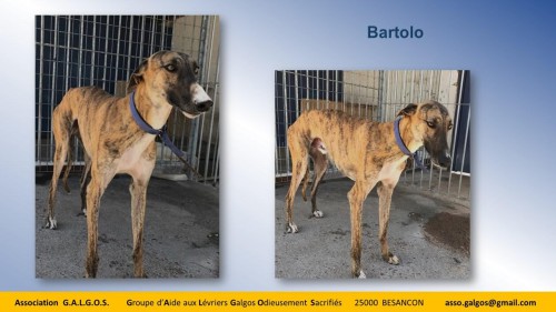 BARTOLO03