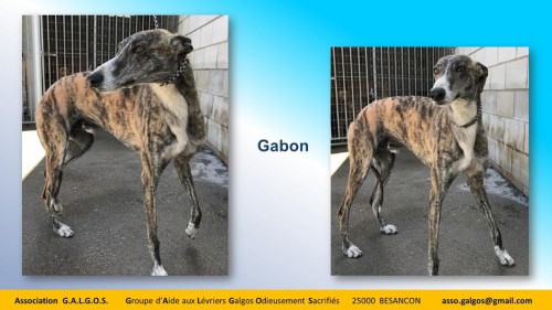 GABON03