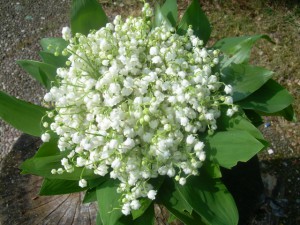 Muguet3