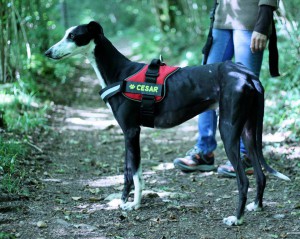 cesar03