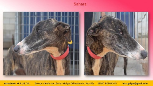 sahara03