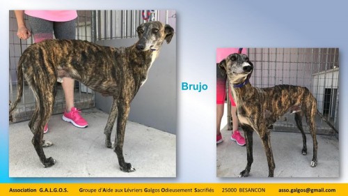 BRUJO04