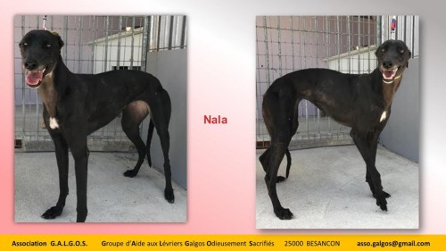 NALA03