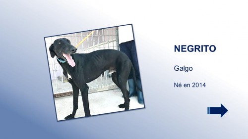 NEGRITO01