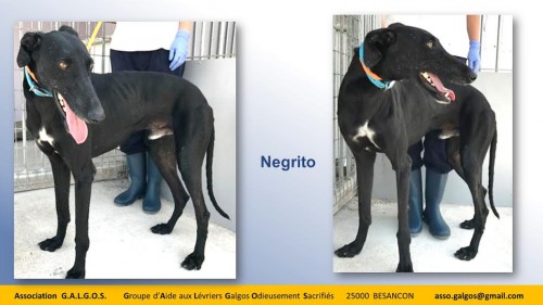 NEGRITO04