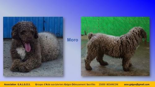 MORO04