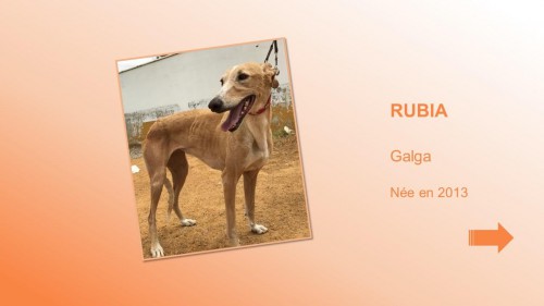 RUBIA01