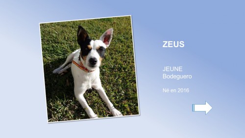 ZEUS01