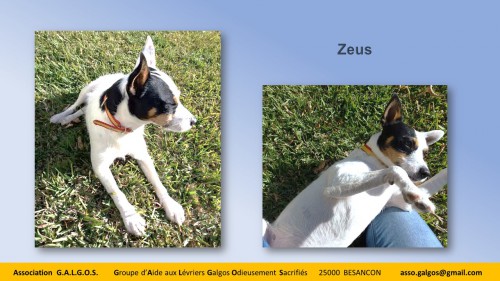 ZEUS04