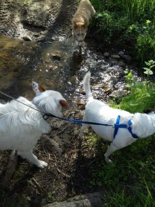 paco pepito et bonito en vacances en auvergne