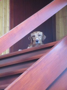 suca qui se cache dans l'escalier